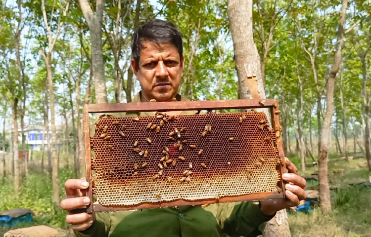 ফুলের পাপড়ির মাঝে রেণু থেকে মধু সংগ্রহ করছে মৌমাছি, আর মৌচাষিরা ব্যস্ত মৌবাক্সের পরিচর্যা আর মধু আহরণে। ছবি: বিধান মজুমদার