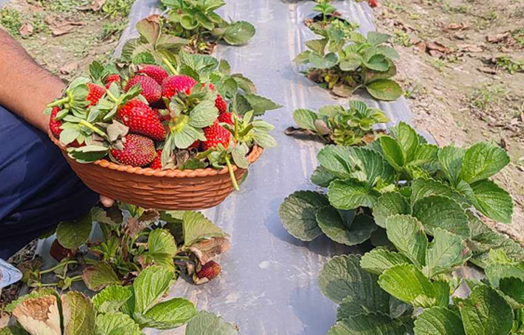 গাছে গাছে শোভা পাচ্ছে সাদা ফুল, সবুজ ফল আর পাকা টকটকে লাল স্ট্রবেরি। স্ট্রবেরি পুষ্টিগুণে সমৃদ্ধ ফল হওয়ায় দেশের বাজারে ব্যাপক চাহিদা রয়েছে। ছবি: মো. জামাল হোসেন