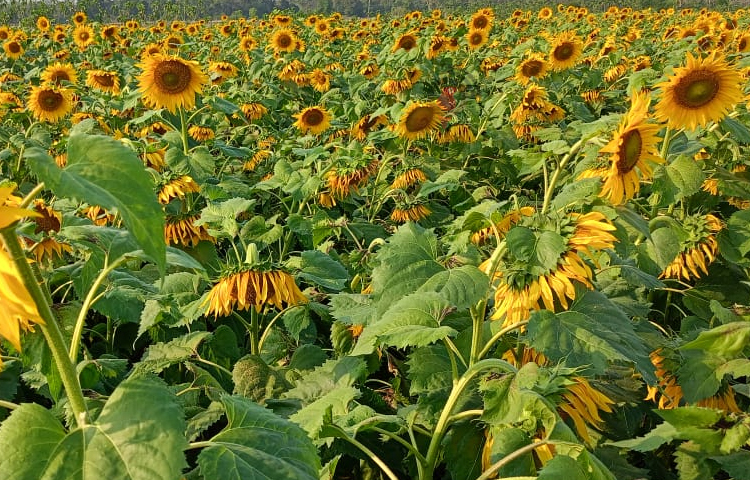 রামগড় কৃষি অফিসের সহায়তায় নাকাপা, দাতারাম পাড়া, লাচারীপাড়া ও ফেনীরকুল চরসহ বিভিন্ন স্থানে ২০ জন কৃষক প্রণোদনা কর্মসূচির আওতায় প্রথমবারের মতো সূর্যমুখী চাষ করে সফল হয়েছেন। ছবি: মুজিবুর রহমান ভুইয়া