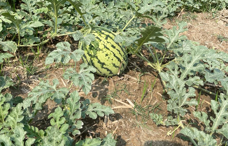 বর্তমানে ইছাখালী খাল থেকে পর্যাপ্ত পানি সংগ্রহ করে নোয়াখালীর সুবর্ণচর উপজেলার কৃষি উদ্যোক্তারা তরমুজ চাষ করছেন। ছবি: এম মাঈন উদ্দিন