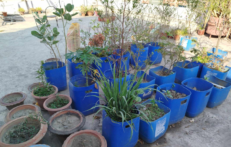 লামিয়া বলেন, ‘শহুরে যানজটের ফাঁকে স্নিগ্ধতা পেতে বাড়ির ছাদে সবুজের নির্যাস পেতেই আমাদের এই পরিকল্পনা।’ ছবি: মামুনূর রহমান হৃদয়