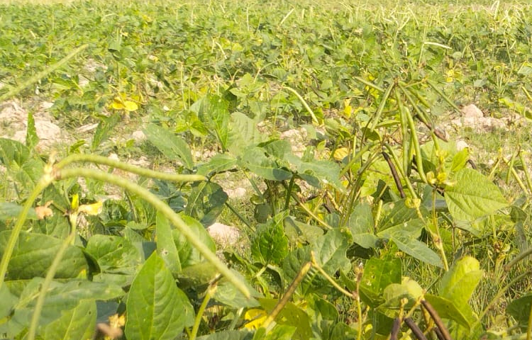 জানা গেছে, চলতি বছর উপজেলার ১৬টি ইউনিয়ন ও ২টি পৌরসভায় ৬ হাজার ২১০ হেক্টর জমিতে মুগ, হেলন, মসুর ও খেসারি চাষ করা হয়েছে। ছবি: এম মাঈন উদ্দিন