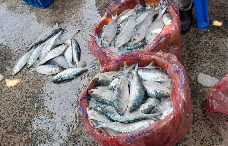 ২০০-২৫০ গ্রাম ওজনের ইলিশ বিক্রি হচ্ছে ৬০০-৬৫০ টাকা কেজি। ৩০০-৩৫০ গ্রাম ওজনের ইলিশ বিক্রি হচ্ছে ৭০০-৭৫০ টাকায়। ৪০০-৪৫০ গ্রাম ওজনের ইলিশের কেজি ৮০০-১০০০ টাকা। ৫০০ গ্রামের ইলিশের কেজি ১২০০-১৩০০ টাকা। ৭০০-৭৫০ গ্রাম ওজনের ইলিশের কেজি ১৪০০-১৫০০ টাকা। ছবি: রানা মাসুদ