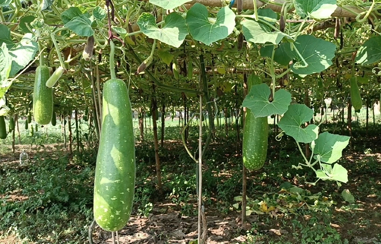 প্রায় দেড় বিঘা জমিতে মাচায় লাউ চাষ করেছেন তারা। ছবি: আব্দুর রহমান আরমান