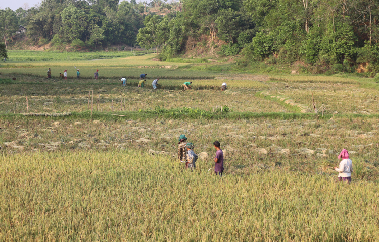 নারী পুরুষ সবাই মিলে সোনালী ধান কাটায় ব্যস্ত সময় পার করছেন। ছবি: আরমান খান