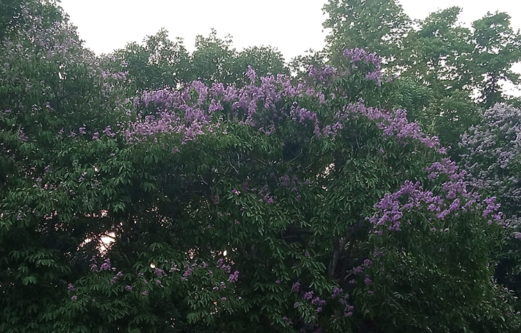 এছাড়া রাধাচূড়া, সোনালু, জারুল ফুল, বকুল ফুল, কনকচূড়া, বাগানবিলাসী, কাঠগোলাপ, অপরাজিতা, রঙ্গন, সূর্যমুখীসহ চেনা অচেনা অনেক ফুলের সমাহার ঘটেছে ঢাকা বিশ্ববিদ্যালয় ক্যাম্পাসে। তৈরি হয়েছে এক বৈচিত্র্যময় পরিবেশ। ছবি: হাসান আলী