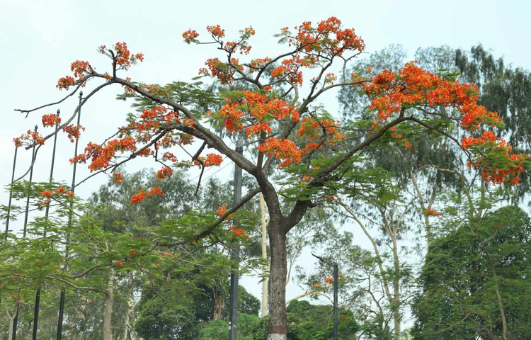 ধূসর এই নগরীর রাস্তায় ডানা মেলেছে আগুনঝরা পুষ্পবৃক্ষ কৃষ্ণচূড়া। ছবি: মাহবুব আলম