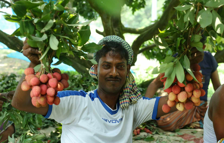 জানা গেছে, এবার তেমন বৃষ্টি না হওয়ায় লিচুর ফলন অনেক কম হয়েছে। একই সঙ্গে পোকার আক্রমণেও বেশ ক্ষতি হয়েছে। ছবি: মাহবুব আলম