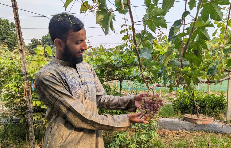 এরপর ২০২৩ সালে শহরতলীর শোভারামপুর ইউনিয়ন পরিষদের কাছে ৭০ শতাংশ জমি পাঁচ বছরের জন্য দুই লাখ ২৫ হাজার টাকায় লীজ নিয়ে থ্রি স্টার গ্রিন নামে একটি বাগান গড়ে তোলেন। সেখানে তিনি বিভিন্ন ফলফলাদি ছাড়াও ৫০ শতাংশ জমিতে পরীক্ষামূলকভাবে আঙুর চাষ শুরু করেন। ছবি: এন কে বি নয়ন
