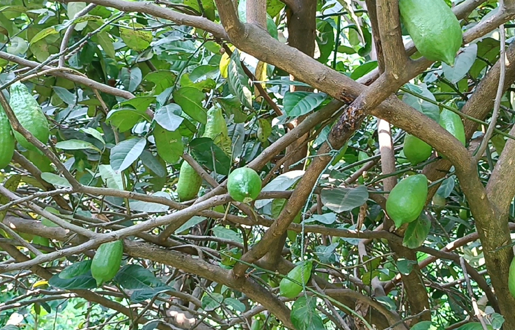 ফাল্গুন, চৈত্র ও বৈশাখ মাসে লেবুর চাহিদা সবচেয়ে বেশি। তখন তার বাগানের প্রতিটি লেবু ৭-১০ টাকা দরে বিক্রি হয়। ছবি: আব্দুর রহমান আরমান