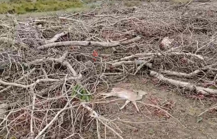 মৃত বন্যপ্রাণীর সন্ধানে বন জুড়ে বনরক্ষীদের তল্লাশি চলছে। ছবি: আবু হোসাইন সুমন