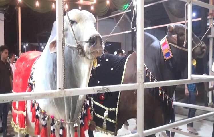 নারায়ণগঞ্জের সিদ্ধিরগঞ্জের ধনকুন্ডা গোদনাইল এলাকার আর কে এগ্রো ফার্মে কোরবানির উপযোগী একটি ষাঁড়ের নাম রাখা হয়েছে ‘শাকিব খান’। ছবি: রাশেদুল ইসলাম রাজু