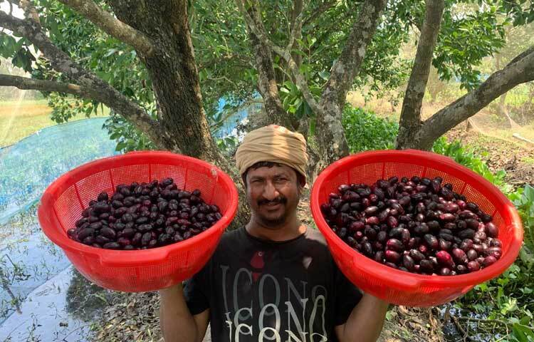 সব মিলিয়ে এক মৌসুমেই প্রায় ৫-৮  লাখ টাকার জাম বিক্রি করবেন আশা করছেন হাবিব। ছবি: আরিফুর রহমান