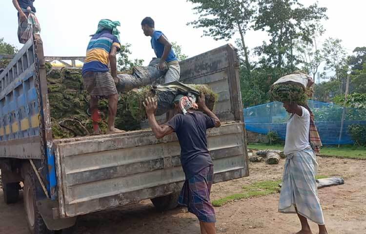 বিক্রির জন্য পিকআপে করে ঘাস নিয়ে যাওয়া হচ্ছে। ছবি: শরীফুল ইসলাম
