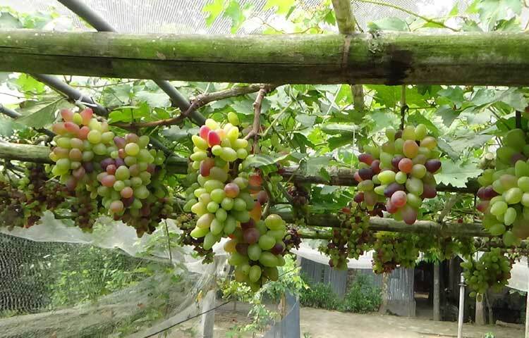ফল চাষি বাবু পরীক্ষামূলক আঙ্গুর চাষের পাশাপাশি দেশের ৪০টি জেলায় আঙুরের চারা কাটা, কলম ও বিক্রি শুরু করেছেন। ছবি: রুবেলুর রহমান