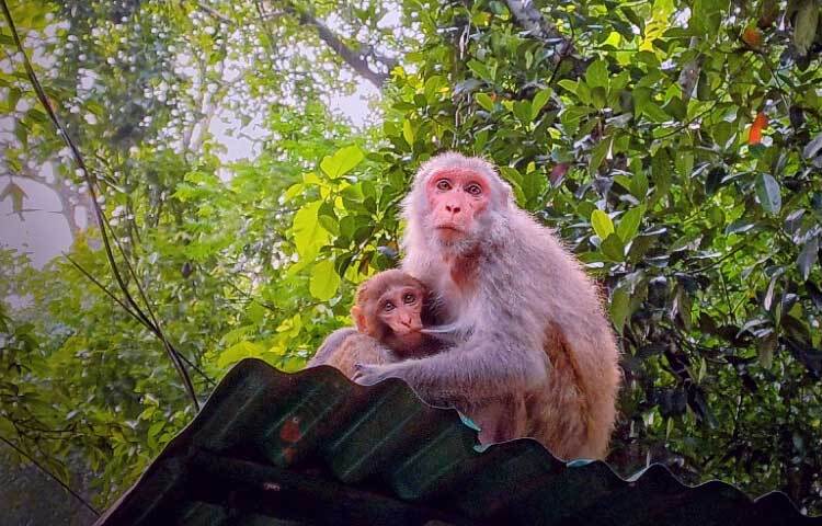 লাউয়াছড়া জাতীয় উদ্যানে প্রতিনিয়তই ছুটে আসছেন ভ্রমণ পিপাসুরা। উপভোগ করছেন এখানকার জীববৈচিত্র্য। ছবি: মো. শাওন