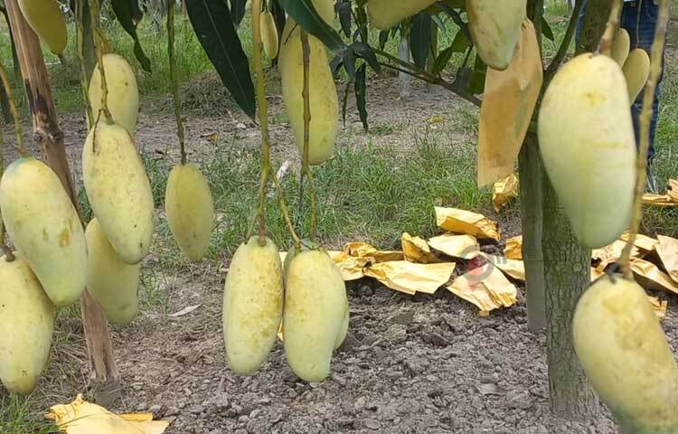 এবার বিশ্বখ্যাত ৫১ জাতের বিদেশি আম চাষ করে ব্যাপক সাড়া ফেলেছেন তিনি। ছবি: শরীফুল ইসলাম