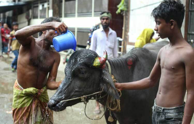 গরুর মাথায় পানি ঢালতে ব্যস্ত খামারি। ছবি: মাহবুব আলম