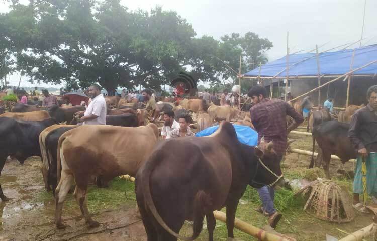 জেলা শহরের বাহিরে রাউজান, রাঙ্গুনিয়া, হাটহাজারি ও চট্টগ্রাম থেকেও ক্রেতারা আসছেন এই পশুর হাটে। ছবি: সাইফুল উদ্দীন