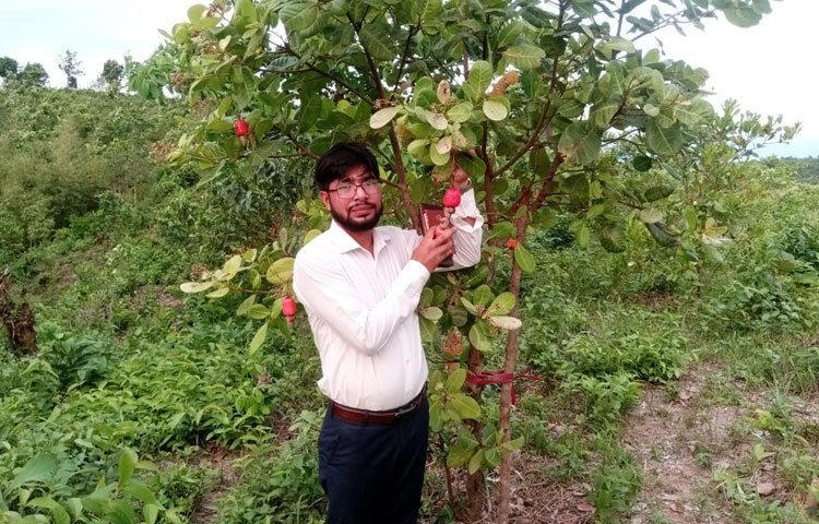 কাজুবাদামের ভালো ফলনে খুশি কৃষকরা। ছবি: সাইফুল উদ্দীন