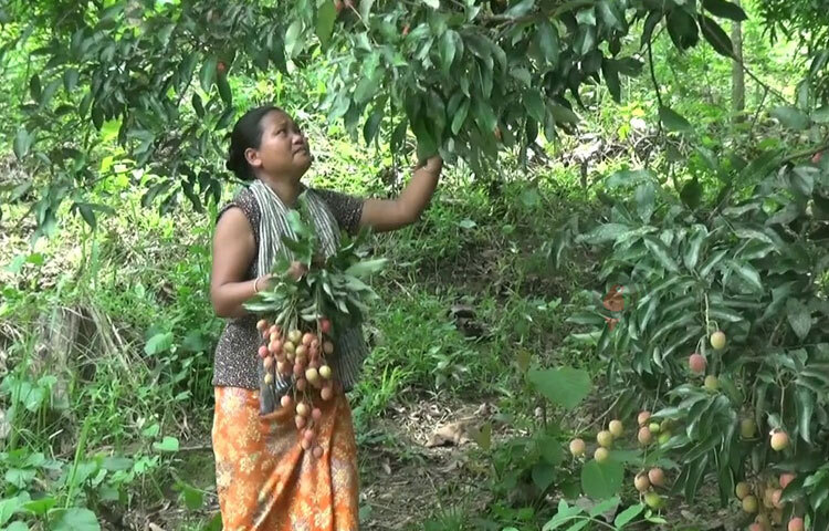 পুষ্টিগুণে ভরপুর হলেও অতিরিক্ত লিচু খাওয়া স্বাস্থ্যের জন্য ভালো নয়। পুষ্টিবিদের মতে, ডায়াবেটিস ব্যক্তিদের সুগার নিয়ন্ত্রণে থাকলে ডায়েটে ৪০ গ্রাম লিচু বা বড় আকারের ৬টি লিচু খেতে পারবেন। শুধু ডায়াবেটিস রোগীই নয়, একজন সুস্থ মানুষেরও বেশি লিচু খাওয়া উচিত নয়। ছবি: সাইফুল উদ্দীন