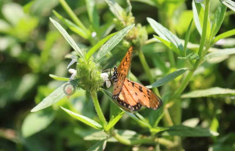 ফুল থেকে মধু খাচ্ছে প্রজাপতি। ছবি: আরমান খান