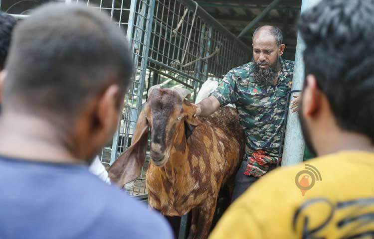 উচ্ছেদ শুরুর পর সাদিক অ্যাগ্রো থেকে সেই ১৫ লাখ টাকার ছাগল বের করে পাশের একটি ফাঁকা জায়গায় রাখা হয়েছে। ছবি: মাহবুব আলম