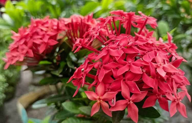 শুধু বাড়ি কিংবা পথের পাশের গাছেই নয়, বাহারি সব ফুল ফুটে আছে রাজধানীর বিভিন্ন নার্সারিতেও। ছবি: মাহবুব আলম