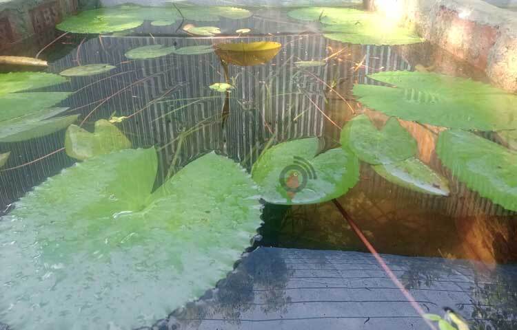 শখের বশে বাড়ির উঠানে রঙিন মাছ চাষ শুরু করলেও ব্যাপক সফলতা পেয়েছেন তরুণ এই উদ্যোক্তা। ছবি: ইব্রাহিম সুজন