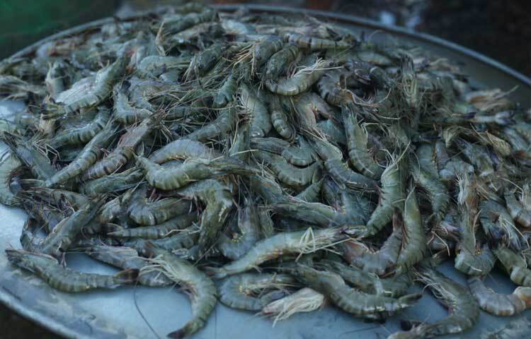 বাজারে নদীর চিংড়ি বিক্রি হচ্ছে ১০০০ টাকায়। এছাড়া সুন্দরবনের নদীর ছোট চিংড়ির কেজি ৭০০ টাকা। ছবি: মাহবুব আলম