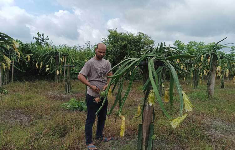 ড্রাগন গাছ পরিচর্যায় ব্যস্ত সজীব। ছবি: আয়শা সিদ্দিকা আকাশী