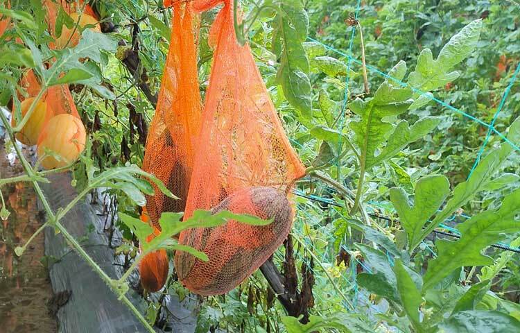 উপজেলা কৃষি বিভাগ সূত্রে জানা গেছে, উপজেলার গত বছর প্রথমবারের মতো ৮জন কৃষকের মাধ্যমে এক একর জমিতে পরীক্ষামূলক গ্রীষ্মকালীন তরমুজ চাষ করা হয়েছে। এসএসিপি (স্মল হোল্ডার এগ্রিকালচারাল কম্পিটিটিভনেস প্রজেক্ট) এর আওতায় ৫০ শতক জমিতে প্রদর্শনী প্রদান করা হয়। ছবি: এম মাঈন উদ্দিন