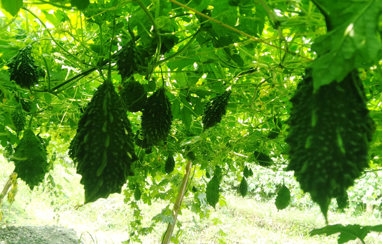 জেলা কৃষি সম্প্রসারণ অধিদপ্তরের অতিরিক্ত উপ-পরিচালক সাদিয়া সুলতানা জাগো নিউজকে বলেন, ‘এবার জয়পুরহাটে ১৬০ হেক্টর জমিতে করলা চাষ হয়েছে। এতে কৃষকদের ফলন ভালো হয়েছে। দামও ভালো পাচ্ছেন তারা।’ ছবি: আল মামুন