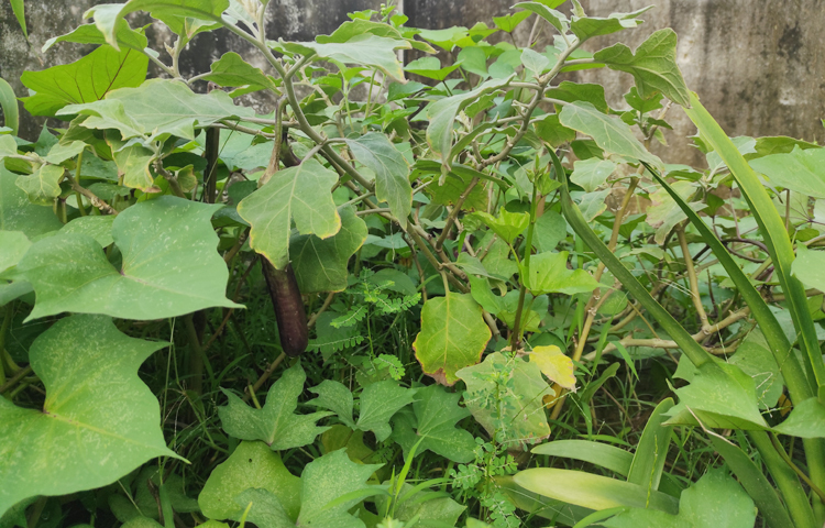 বাড়ির মালিক‌ ছাদে আরও গাছ লাগাতে উৎসাহ দেন বলে জানান তিনি। সাকিলা বলেন, ‘বাড়িওয়ালাও আমার গাছের এই সবুজ পরিবেশ পছন্দ করেন। তিনি আরও গাছ লাগানোর পরামর্শ দিয়েছেন।’ গাছের যত্ন নেওয়ার বিষয়ে সাকিলা বলেন, ‘প্রতিদিন আমি বাগানের গাছগুলোতে পানি দিই, মাটি নিয়মিত পরিবর্তন করি এবং প্রয়োজনে জৈব সার প্রয়োগ করি।’ ছবি: মামুনূর রহমান হৃদয়