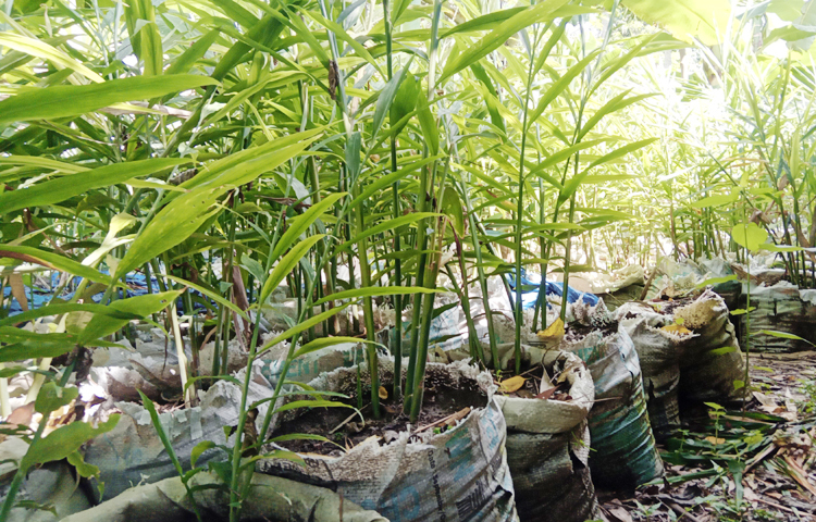 বস্তায় আদা চাষ করলে বাড়তি ফসলি জমি ও শ্রমের প্রয়োজন হয় না। বস্তার মাটি নিয়ন্ত্রণ করা সহজ হয়। মাটির সঙ্গে গোবর সার, খৈল, ছাইসহ রাসায়নিক সার মিশিয়ে কৃষকেরা পতিত জমি কাজে লাগিয়ে বস্তায় আদা চাষ করছেন। ছবি: ইব্রাহিম সুজন