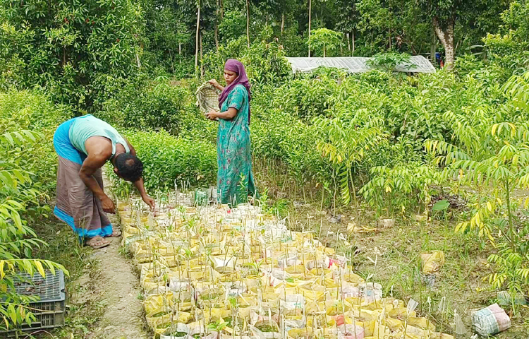 এতে ছেলেমেয়ের লেখাপড়াসহ ভালো ভাবেই সংসার চলছে সেলিমের। জমি কিনে নার্সারি বড় করার চেষ্টা করছেন তিনি। ৬ বছর সৌদি আরব, ৬ মাস দুবাই চাকরি করে দেশে এসে অনেক পরিশ্রম করেছেন। ছোট পরিসরে নার্সারি শুরু করে এখন মোটামুটি স্বাবলম্বী। ছবি: এম মাঈন উদ্দিন