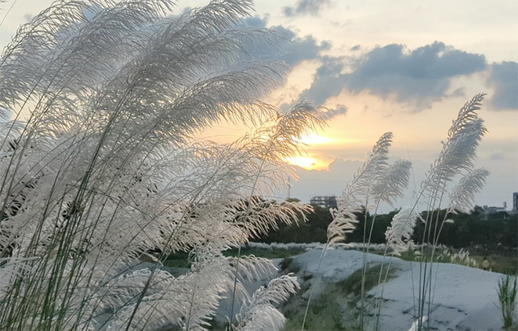 একই সঙ্গে রান্নার জ্বালানি হিসেবেও ব্যবহৃত হয়। কিন্তু দ্রুত নগরায়নের ফলে দিন দিন হারিয়ে যাচ্ছে বাংলার চিরায়ত রূপ। কালীগঞ্জেও দিন দিন বাড়ছে মানুষ, কমছে আবাদি-অনাবাদি জমি। ছবি: আব্দুর রহমান আরমান