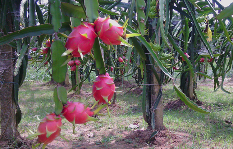 এটি ফাইবার সমৃদ্ধ হওয়াতে পরিপাকতন্ত্র ভালো রাখতে সাহায্য করে। তাই হজমশক্তি ভালো রাখতে চাইলে নিয়মিত ড্রাগন ফল খেতে পারেন। ড্রাগন ফলে প্রচুর আঁশ থাকায় রক্তের চর্বি কমায়, হজমে সাহায্য করে, হৃৎপিণ্ডের সুস্বাস্থ্য বজায় রাখে, কোষ্ঠ্যকাঠিন্য দূর করার পাশাপাশি ডায়াবেটিসও নিয়ন্ত্রণ করে। এছাড়াও নানাবিধ উপকার হয়ে থাকে। ছবি: জাগো নিউজ