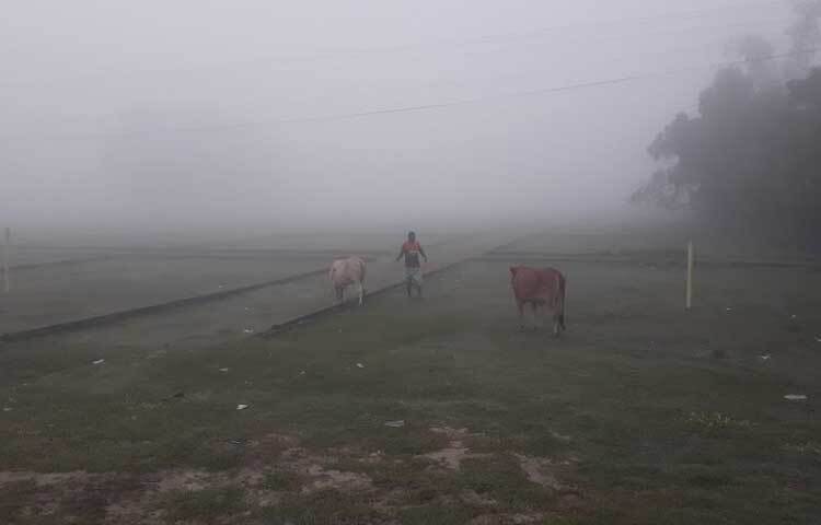 কুয়াশার মধ্যেই গরু নিয়ে বের হয়েছেন কৃষক।