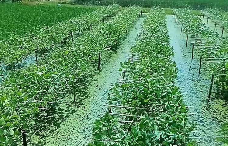 গত বছর এ মৌসুমে প্রতিদিন ১ বিঘা জমিতে ৪০-৫০ কেজি শিম সংগ্রহ করা যেত। এবার ১ বিঘা জমি থেকে ১ কেজি শিমও মিলছে না।