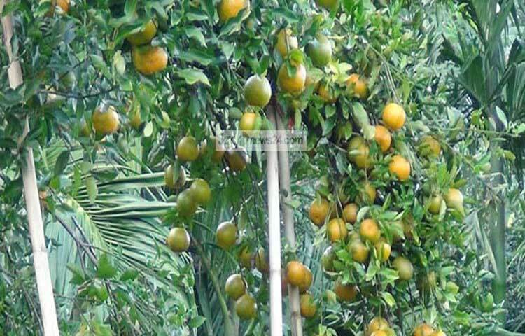 শরীরে কোলেস্টেরলের মাত্রা কমাতেও কমলার জুড়ি মেলা ভার। লিভার কিংবা হার্টের বিভিন্ন রোগে কমলা খুবই উপকারী। হাইপারটেনশনের রোগীদের ক্ষেত্রেও কমলা খেলে উপকার মেলে।