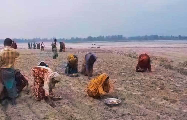 জমি তৈরি, আলু বীজ রোপণ, সার প্রয়োগে পুরুষদের পাশাপাশি নারীরাও ব্যস্ত সময় পার করছেন।