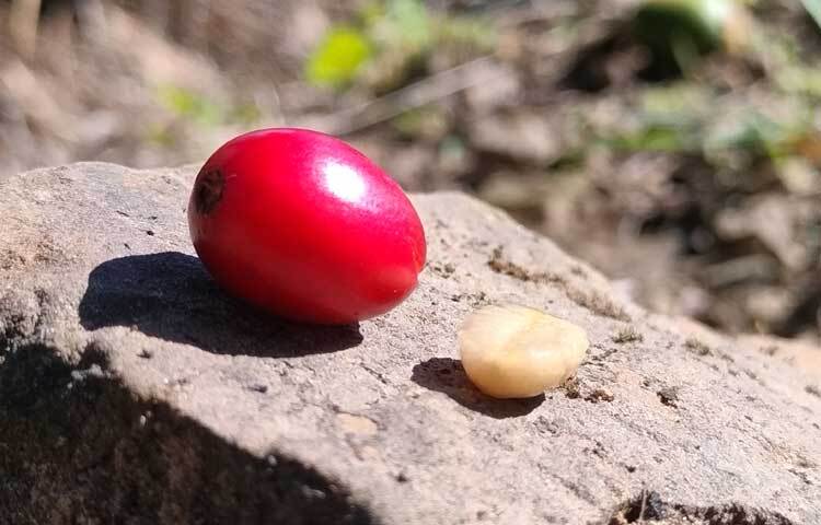 বিশ্বে নানা প্রজাতির কফি পাওয়া গেলেও বান্দরবানে অ্যারাবিকা, রোবাস্তার পাশাপাশি চাষ হচ্ছে চন্দ্রগিরি।