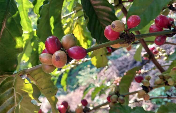 এ সফলতার মধ্য দিয়ে উপজেলা তথা দেশের কৃষি আরও একধাপ এগিয়েছে বলে মনে করছেন সংশ্লিষ্টরা।