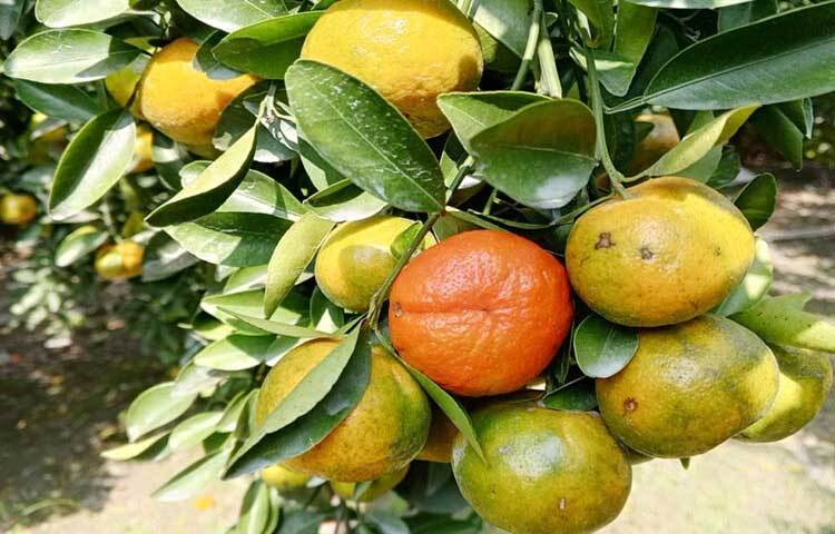 উচ্চরক্তচাপ নিয়ন্ত্রণে এবং হৃদস্পন্দন মাত্রা নিয়ন্ত্রণে রাখতেও কমলা বেশ কার্যকর একটি ফল।