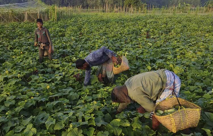 দলবেঁধে ক্ষেত থেকে ক্ষিরা তুলতে ব্যস্ত কৃষকরা।