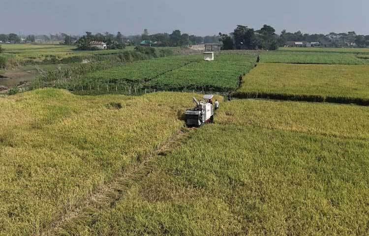 জেলা কৃষি সম্প্রসারণ অধিদপ্তরের উপ-পরিচালক বিমল চন্দ্র সোম বলেন, ‘আবহাওয়া ভালো থাকায় কৃষকেরা নিরাপদে ধান কাটা, মাড়াই, ঝাড়াই, শুকানো শেষে গোলায় তুলছেন। এরই মধ্যে ৬৫ ভাগ ধান কাটা হয়েছে।’