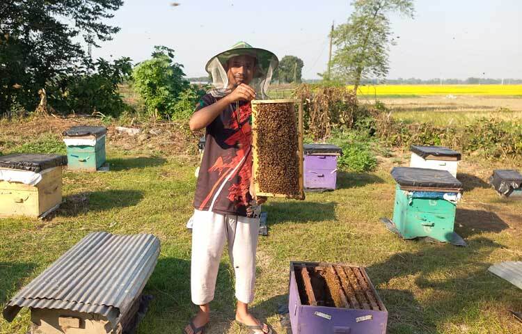 এবার রাজবাড়ী সদরের বাগমারা, রামকান্তপুর, গোয়ালন্দসহ বিভিন্ন স্থানে সরিষা ক্ষেতের পাশে বাক্সে মৌমাছির চাষ থাকায় পরাগায়নের মাধ্যমে অন্য বছরের তুলনায় এবার ফলন ভালো পাওয়ার আশা চাষিদের।