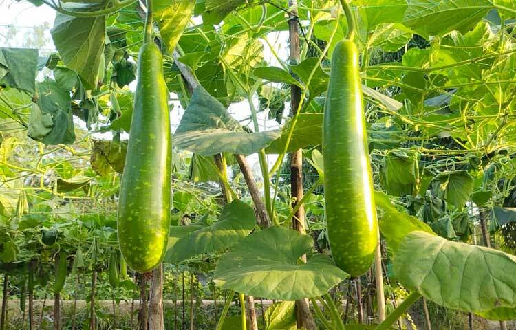 চাষিদের মতে, অন্য সবজির চেয়ে লাউ চাষ লাভজনক।