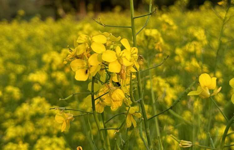 যেদিকে চোখ যায়, মনে হয় কেউ যেন হলুদ চাদর বিছিয়ে রেখেছে।